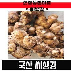최고의 선택 생강심는시기 최저가 정보 탑 10