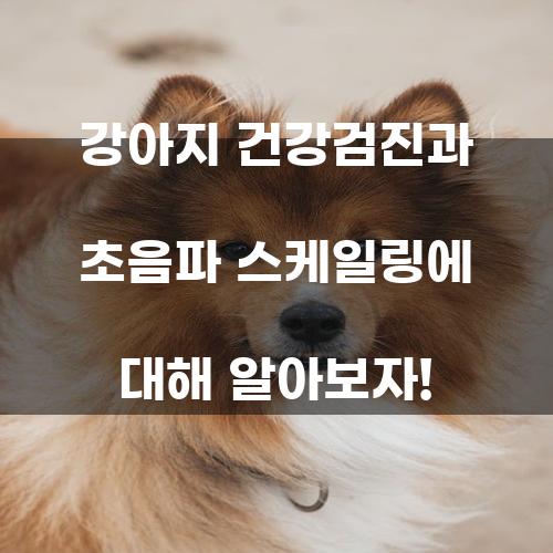 강아지 건강검진과 초음파 스케일링에 대해 알아보자!