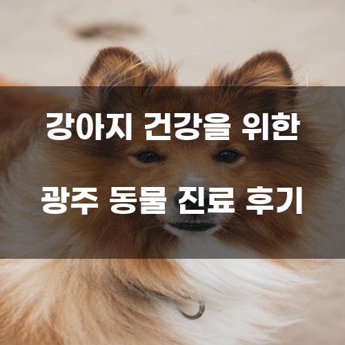 강아지 건강을 위한 광주 동물 진료 후기