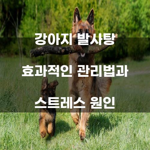 강아지 발사탕 효과적인 관리법과 스트레스 원인