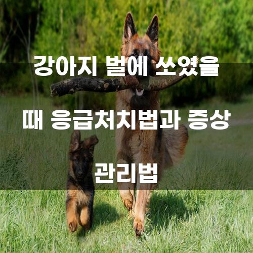 강아지 벌에 쏘였을 때 응급처치법과 증상 관리법