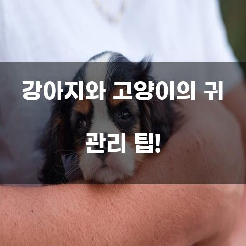 강아지와 고양이의 귀 관리 팁!