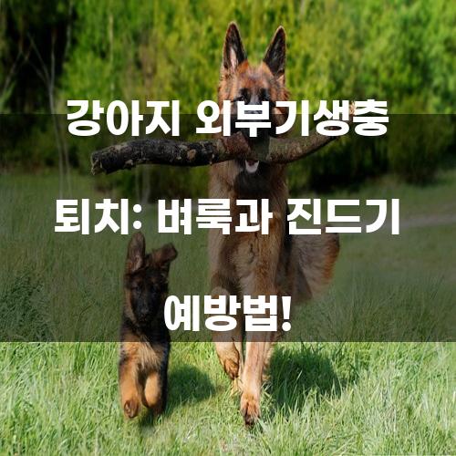 강아지 외부기생충 퇴치: 벼룩과 진드기 예방법!