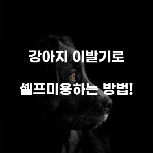 강아지 이발기로 셀프미용하는 방법!