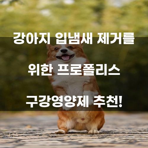 강아지 입냄새 제거를 위한 프로폴리스 구강영양제 추천!
