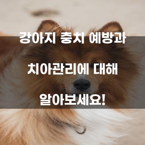 강아지 충치 예방과 치아관리