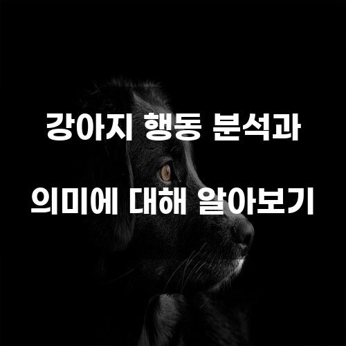 강아지 행동 분석과 의미에 대해 알아보기
