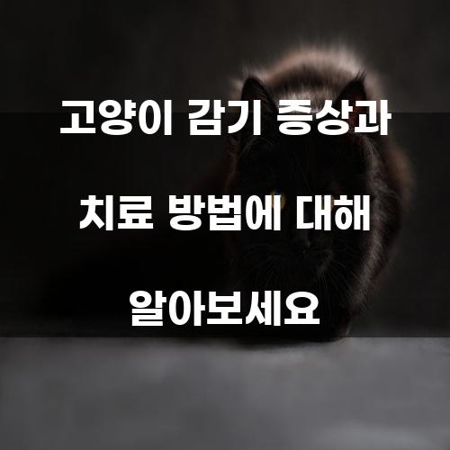 고양이 감기 증상과 치료 방법