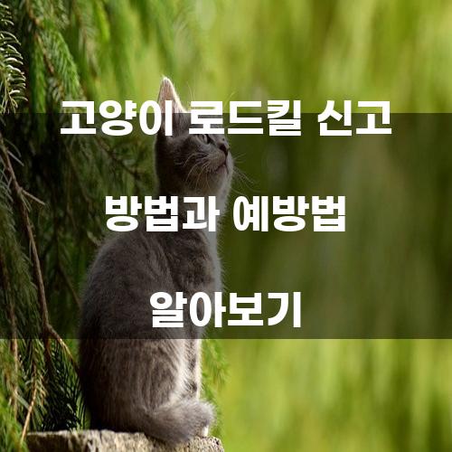 고양이 로드킬 신고 방법과 예방법 알아보기