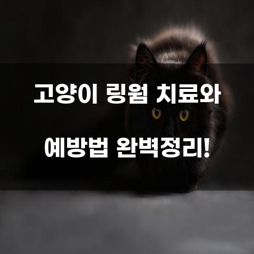 고양이 링웜 치료와 예방법 완벽정리!