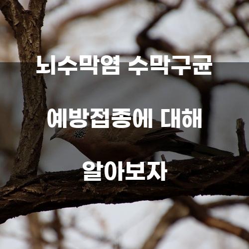뇌수막염 수막구균 예방접종에 대해 알아보자