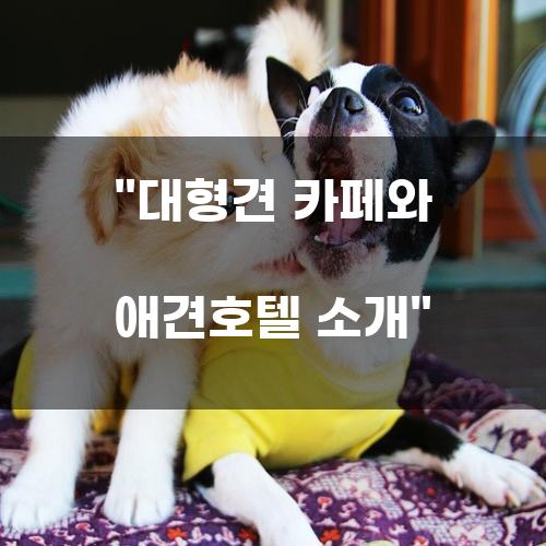 대형견 카페와 애견호텔: 반려견과 함께하는 즐거운 시간
