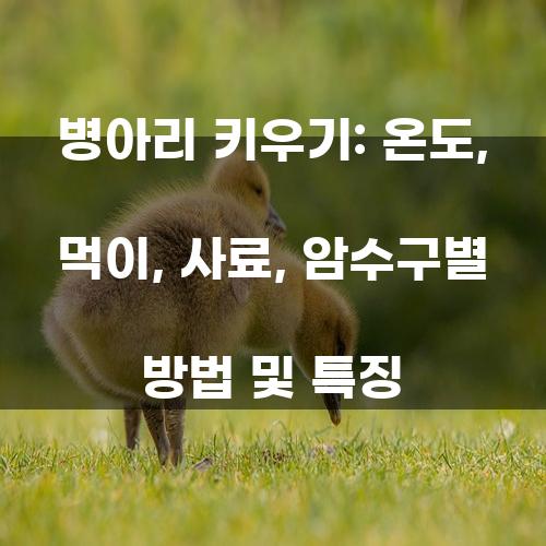 병아리 키우기: 온도, 먹이, 사료, 암수구별 방법 및 특징