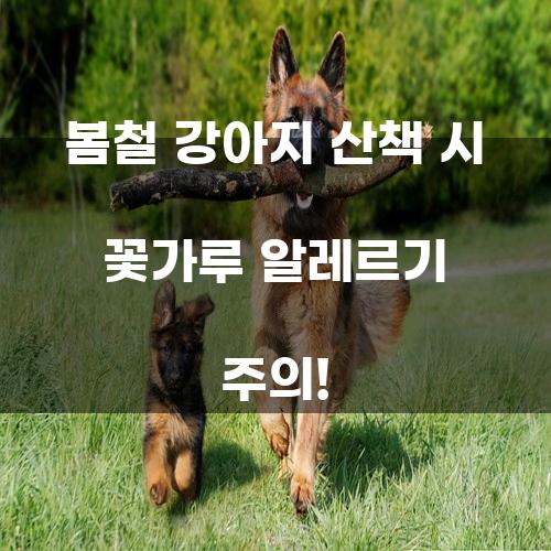 봄철 강아지 산책 시 꽃가루 알레르기 주의!