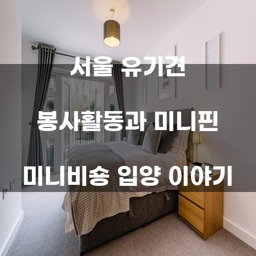 서울 유기견 봉사활동과 미니핀 미니비숑 입양 이야기