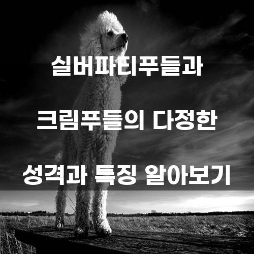 실버파티푸들과 크림푸들의 다정한 성격과 특징