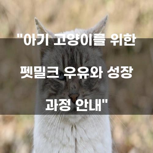 아기 고양이를 위한 펫밀크 우유와 성장 과정 안내