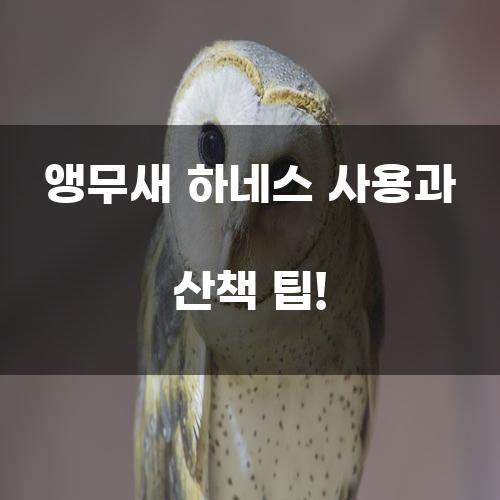 앵무새 하네스 사용과 산책 팁!