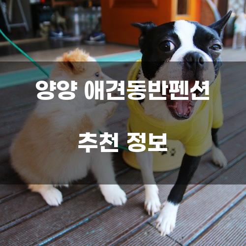 양양 애견동반펜션 추천 정보