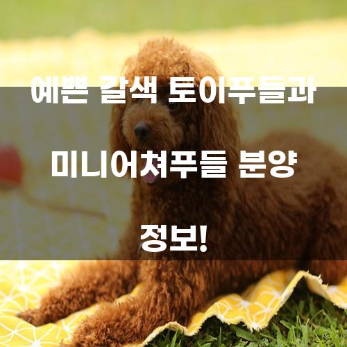 예쁜 갈색 토이푸들과 미니어쳐푸들 분양 정보!