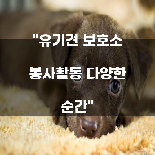 유기견 보호소 봉사활동 다양한 순간