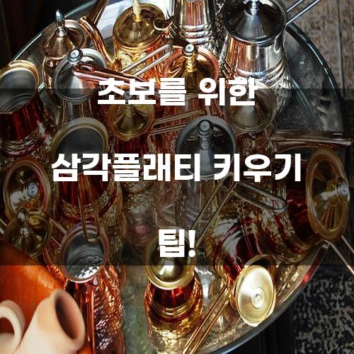 초보를 위한 삼각플래티 키우기 팁!