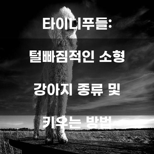 타이니푸들: 털빠짐적인 소형 강아지 종류 및 키우는 방법