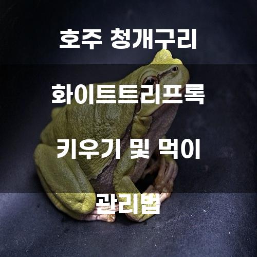 호주 청개구리 화이트트리프록 키우기 및 먹이 관리법