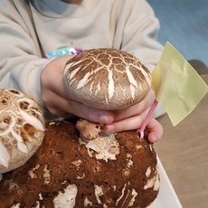꼭 알아야 하는 버섯커키우기쿠폰 최저가 제품 베스트 5