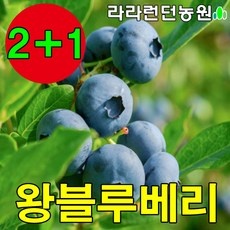 유튜브 인기 블루베리묘목재배 최저가 정보 리스트 5
