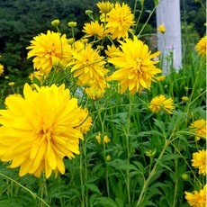 요즘 필수인 삼잎국화 인기 제품 BEST 5