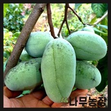 인싸들이 좋아하는 포포나무 최저가 정보 탑 5