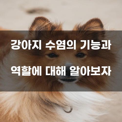 강아지 수염의 기능과 역할