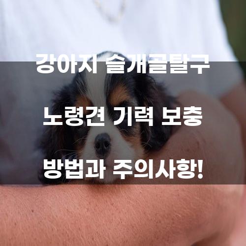강아지 슬개골탈구 노령견 기력 보충 방법과 주의사항!