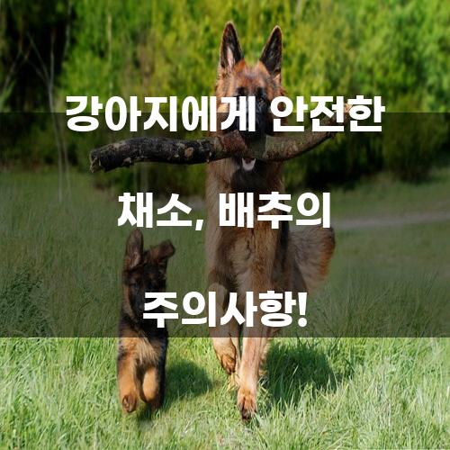 강아지에게 안전한 채소, 배추의 주의사항!