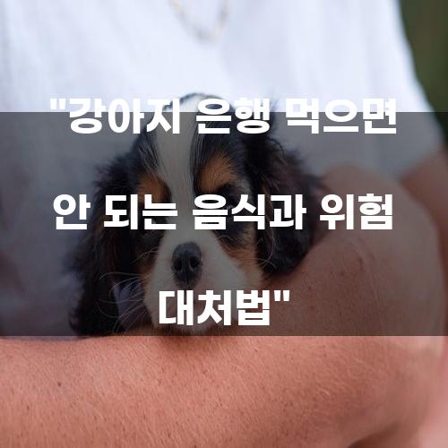 강아지 은행 먹으면 안 되는 음식과 위험 대처법