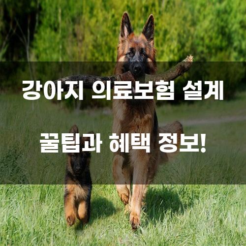 강아지 의료보험 설계 꿀팁과 혜택 정보!