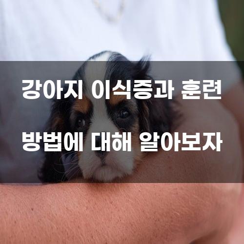 강아지 이식증과 훈련 방법에 대해 알아보자