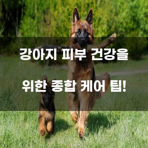 강아지 피부 건강을 위한 종합 케어 팁!