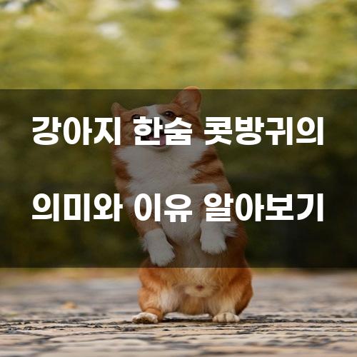 강아지 한숨 콧방귀의 의미와 이유 알아보기
