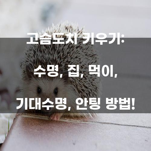 고슴도치 키우기: 수명, 집, 먹이, 기대수명, 안팅 방법!