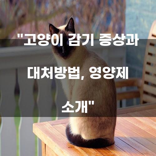 고양이 감기 증상과 대처방법, 영양제 소개