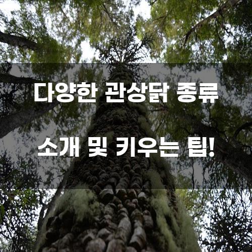 다양한 관상닭 종류 소개 및 키우는 팁!