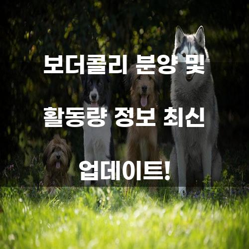 보더콜리 분양 및 활동량 정보 최신 업데이트!