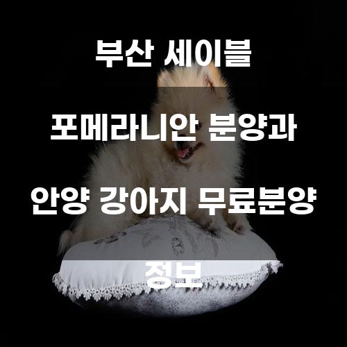 부산 세이블 포메라니안 분양 및 안양 강아지 무료분양 정보