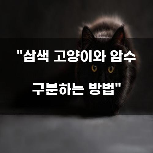 삼색 고양이와 암수 구분하는 방법