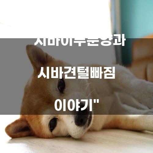 시바이누분양과 시바견털빠짐 이야기