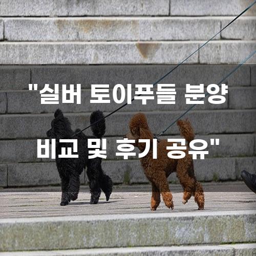 실버 토이푸들 분양 비교 및 후기 공유