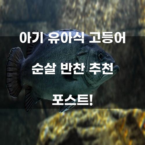 아기 유아식 고등어 순살 반찬 추천 포스트!