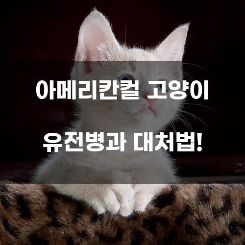 아메리칸컬 고양이 유전병과 대처법